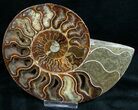 Stunning Cut & Polished Ammonite #6876-3